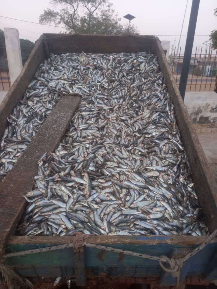 Joal-Fadiouth : un réseau de pêche illicite démantelé, 15 charrettes de sardinelles juvéniles interceptées
