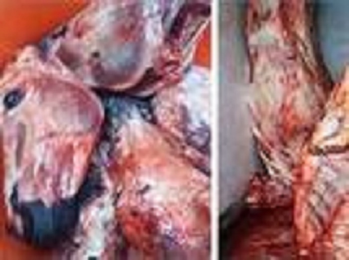 Viande d’âne : Macky Sall audite la SOGAS