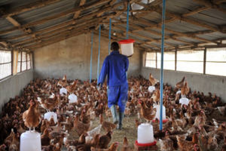 Volaille: la grippe aviaire détectée à Yaoundé