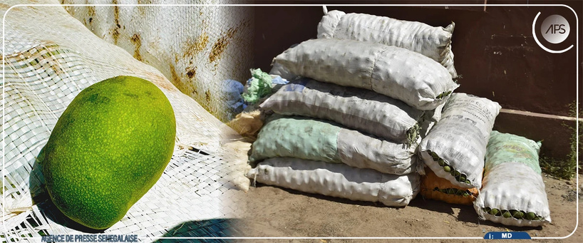 Diourbel : Saisie de 15 sacs de mangues immatures au marché Ndoumbé Diop Diourbel : Saisie de 15 sacs de mangues immatures au marché Ndoumbé Diop