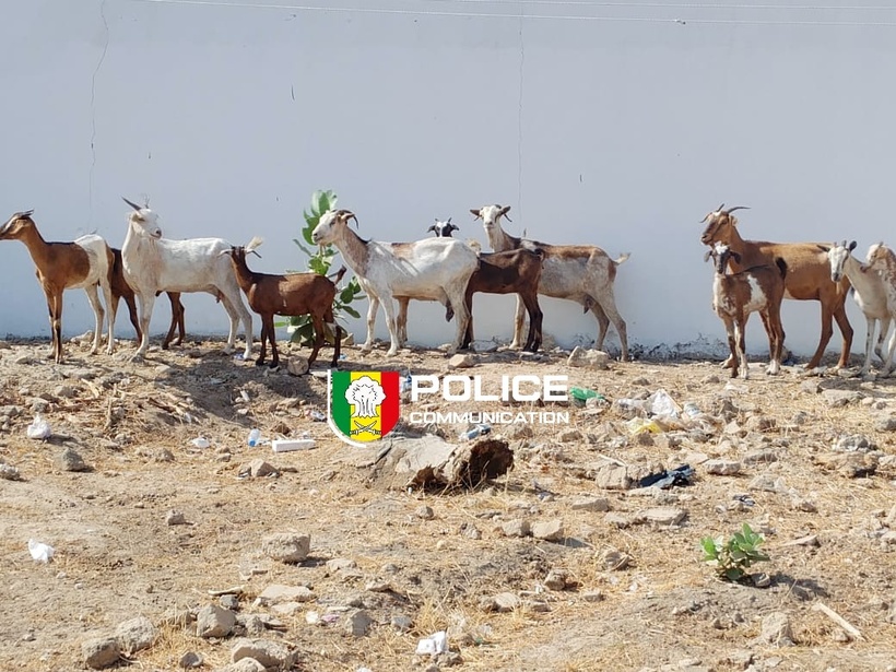 Kaolack : trois individus arrêtés pour "association de malfaiteurs et vol de bétails" Kaolack : trois individus arrêtés pour "association de malfaiteurs et vol de bétails"