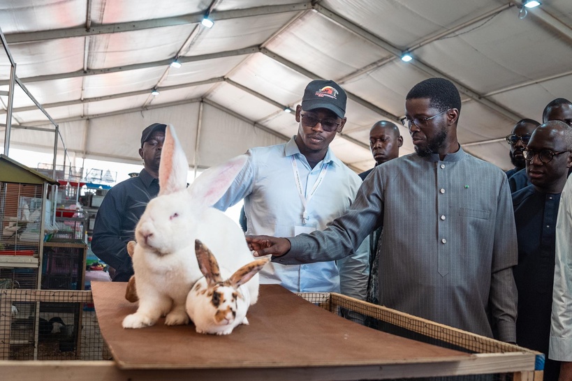 Bassirou Diomaye Faye à la FIARA : le Sénégal trace la voie d’une agriculture résiliente face au changement climatique Bassirou Diomaye Faye à la FIARA : le Sénégal trace la voie d’une agriculture résiliente face au changement climatique