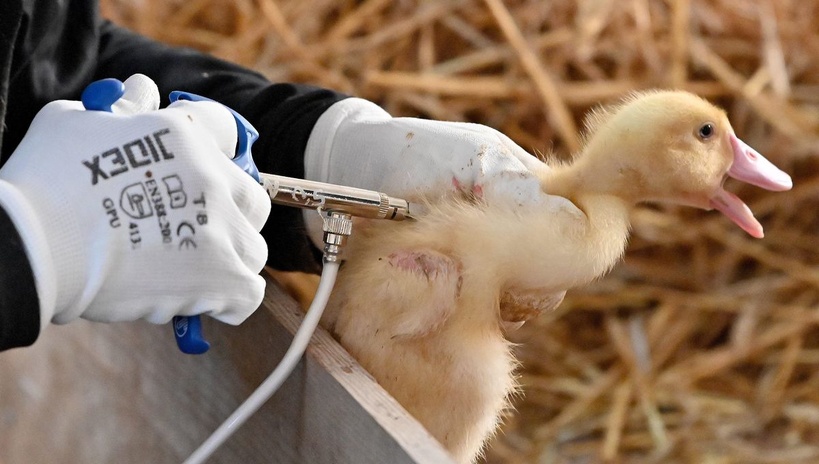 Grippe aviaire : un premier cas humain confirmé en Italie chez un patient de retour du Sénégal, selon l’OMS