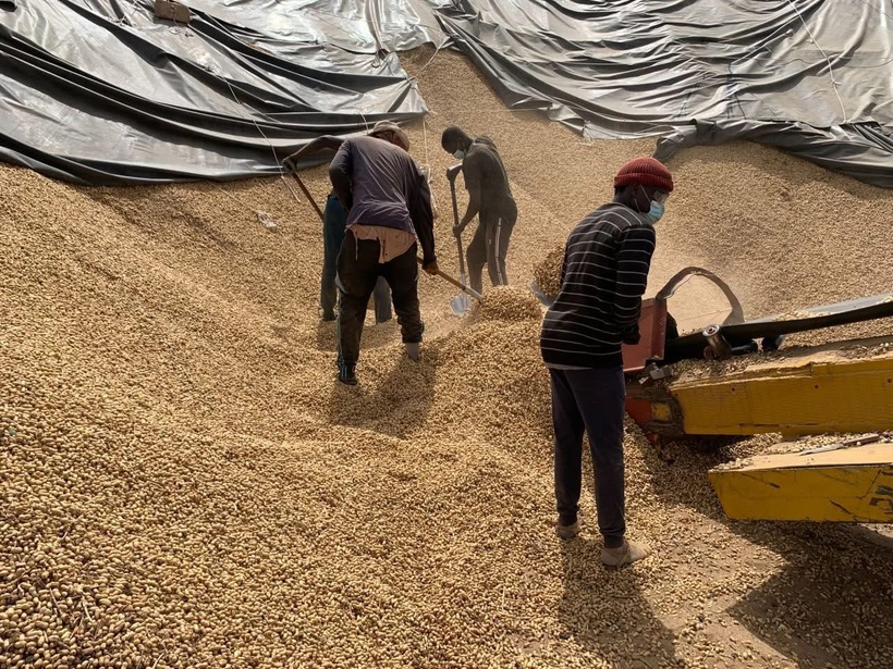Touba: les opérateurs économiques dénoncent un échec de la campagne de commercialisation de l'arachide