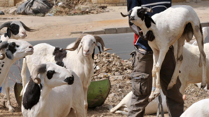 Sénégal : La fête de la Tabaski sera célébrée le 28 mai 2026 Sénégal : La fête de la Tabaski sera célébrée le 28 mai 2026