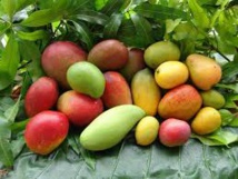 Semaine de la mangue : Le Sénégal plébiscité pour présider l’ARMAO Semaine de la mangue : Le Sénégal plébiscité pour présider l’ARMAO