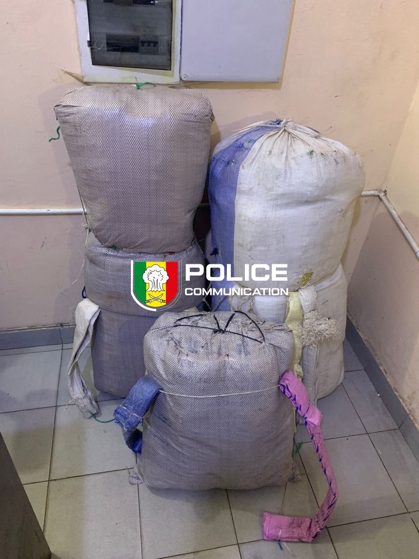 Lutte antidrogue : 108 kg de chanvre indien saisis entre Fatick et Kaolack Lutte antidrogue : 108 kg de chanvre indien saisis entre Fatick et Kaolack