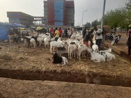 Élevage : Les éleveurs alertent sur la flambée des prix des aliments pour bétail