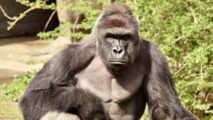 Centrafrique : un gorille abattu