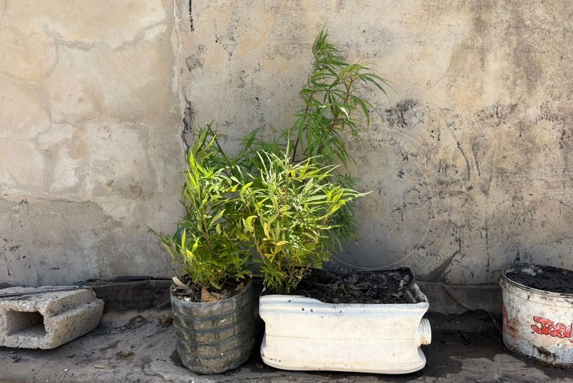 HLM Grand Yoff : la Gendarmerie démantèle un site domestique de culture et de commercialisation de chanvre indien 