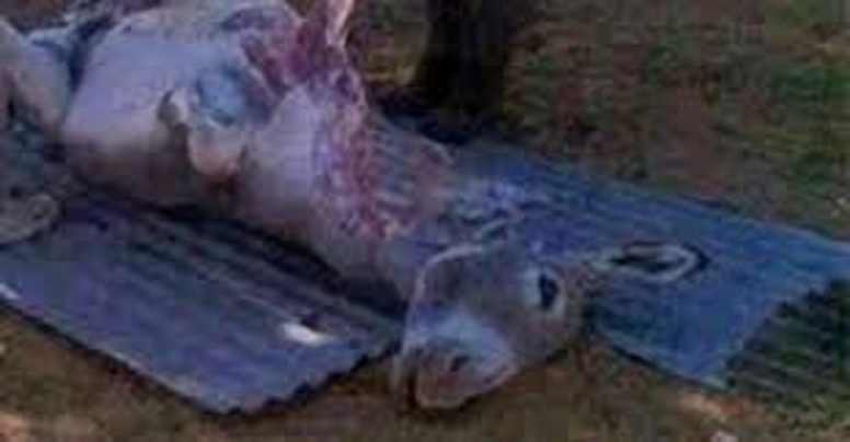 ​Tribunal : «Je ne suis pas un vendeur de viande d’âne...», Amadou Dieng