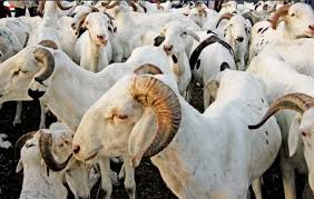 Approvisionnement en moutons pour la Tabaski : Vers une réforme profonde du modèle d'organisation