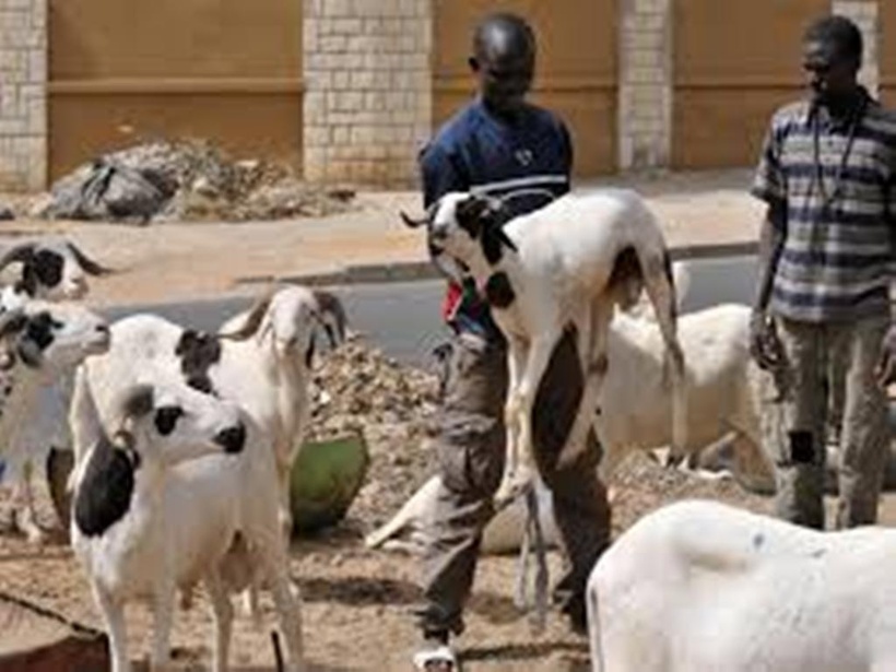 Sénégal: Bassirou Bâ alerte sur les risques d'une «fête de Tabaski catastrophique dans les villages» cette année Sénégal: Bassirou Bâ alerte sur les risques d'une «fête de Tabaski catastrophique dans les villages» cette année