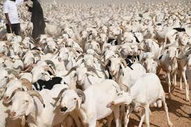 Tabaski 2026 : près de 250 000 moutons déjà entrés au Sénégal via la Mauritanie