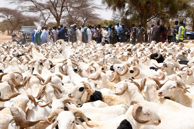 Tabaski : approvisionnement record de 68% à Dahra pour l'objectif des 2 000 000 de moutons