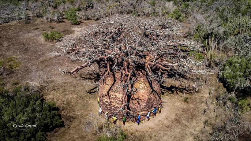 Madagascar: le plus gros baobab jamais répertorié sur la Grande Île est en train de mourir
