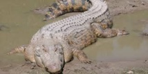 Un garçon de 2 ans emporté par un alligator à Disney World Un garçon de 2 ans emporté par un alligator à Disney World