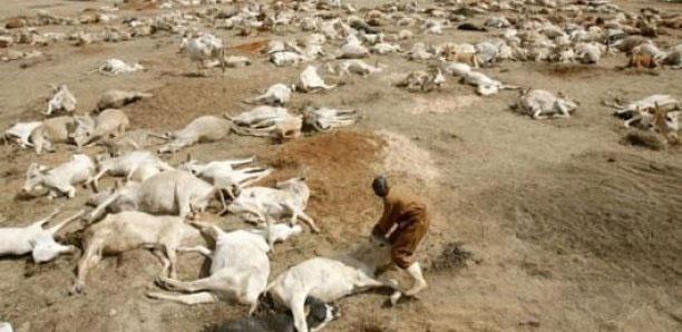 Kaffrine : plus de 250 moutons retrouvés morts, les éleveurs suspectent un aliment de bétail contaminé