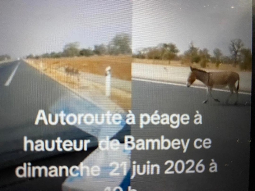 Bambey : la présence récurrente d'animaux en divagation sur l'autoroute Ila Touba signalée ce dimanche