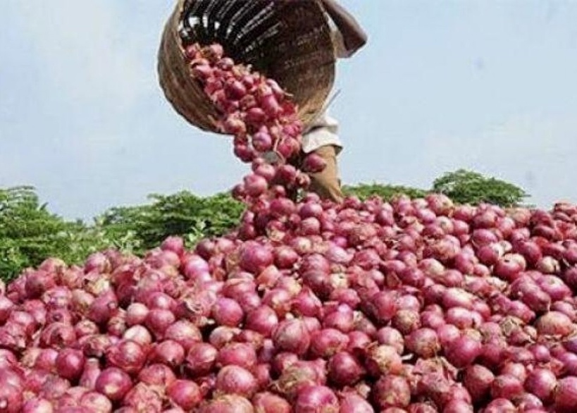 Matam : la filière oignon atteint un record de 20 tonnes à l’hectare malgré des contraintes persistantes Matam : la filière oignon atteint un record de 20 tonnes à l’hectare malgré des contraintes persistantes