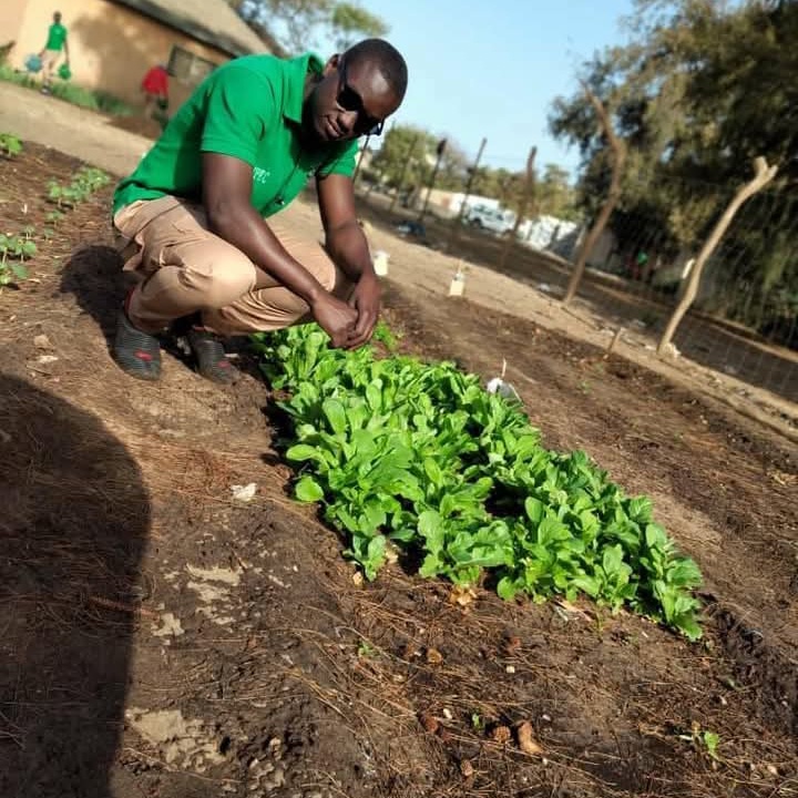 Retour vers la terre : entre passion et patriotisme, la jeunesse sénégalaise se tourne vers l’agriculture