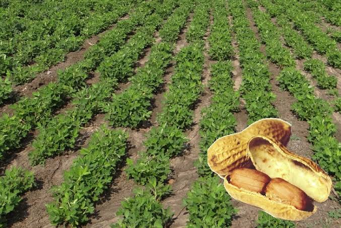 Kédougou : plus de 96% des semences d'arachide déjà mises en place