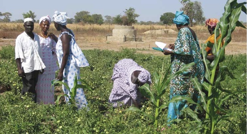 Sénégal : les fermes agricoles du FSRP prennent forme à Thiès et Diourbel