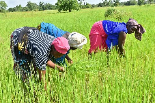 Souveraineté alimentaire : un programme de 150 milliards de FCFA lancé