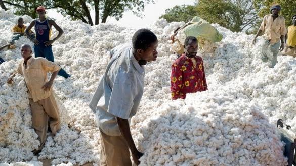 Kédougou : la SODEFITEX annonce une distribution d'intrants achevée à 100 % pour les semences et herbicides
