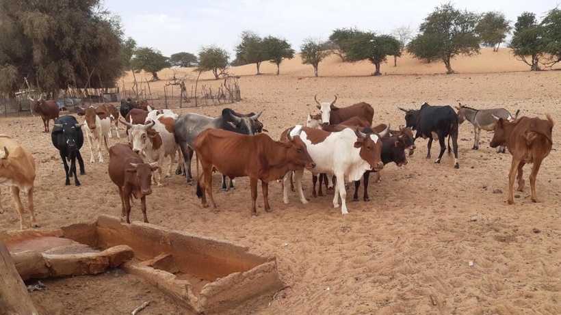 Fièvre de la Vallée du Rift : Une réponse coordonnée pour sécuriser l’élevage en Afrique de l’Ouest