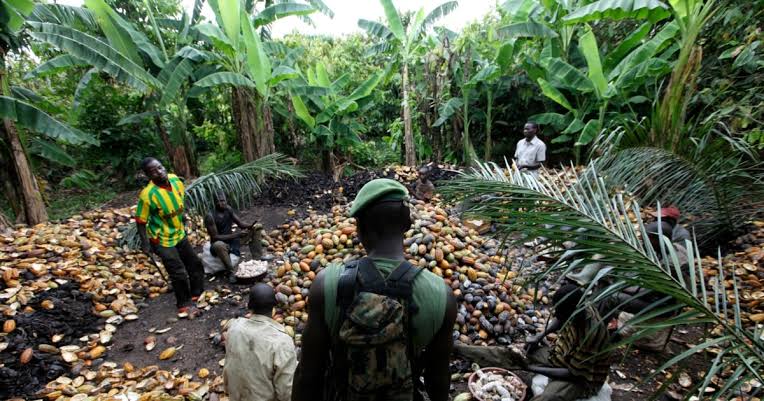 La Côte d’Ivoire lance un recensement national des plantations forestières