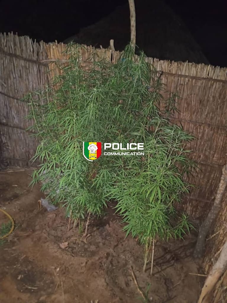 Saisie de cannabis à domicile : un individu arrêté à Diourbel