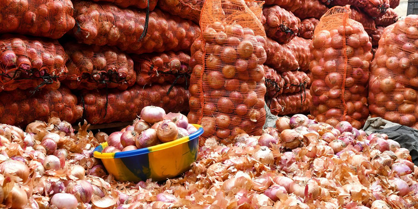​Oignon : les producteurs de Ngomène alertent sur des risques de pertes après l’ouverture du marché aux gros producteurs