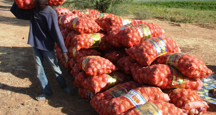 Prix plafond de l'oignon : le Syndicat des agriculteurs annonce un recours contre la décision de l'ARM Prix plafond de l'oignon : le Syndicat des agriculteurs annonce un recours contre la décision de l'ARM