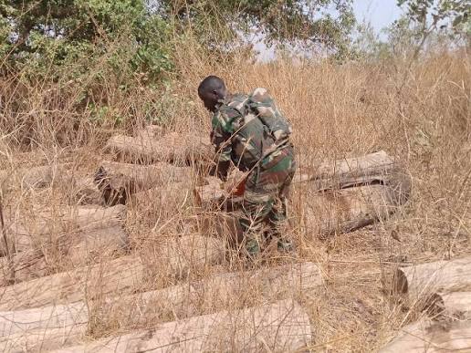Lutte contre le trafic de bois : La Zone militaire n°5 saisit plus de 80 billons de teck en Casamance (Dirpa)