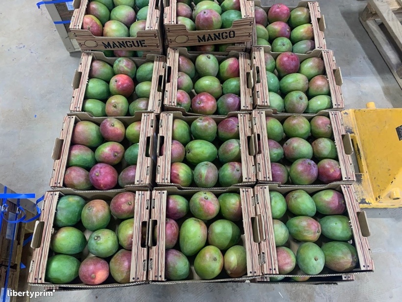 Exportations de mangues : La DPV met un terme à la saison 2026 sur fond de succès phytosanitaire Exportations de mangues : La DPV met un terme à la saison 2026 sur fond de succès phytosanitaire