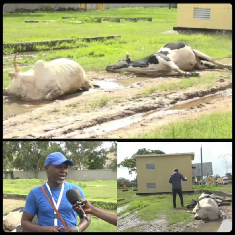 Ziguinchor : des vaches électrocutées, les éleveurs dénoncent un danger public et interpellent la Senelec Ziguinchor : des vaches électrocutées, les éleveurs dénoncent un danger public et interpellent la Senelec