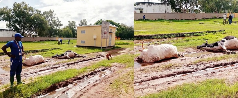 Ziguinchor : des vaches électrocutées, les éleveurs dénoncent un danger public et interpellent la Senelec Ziguinchor : des vaches électrocutées, les éleveurs dénoncent un danger public et interpellent la Senelec