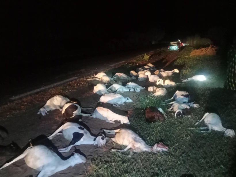 Louga : un véhicule 4x4 percute un troupeau et prend la fuite, près d’une centaine de moutons tués Louga : un véhicule 4x4 percute un troupeau et prend la fuite, près d’une centaine de moutons tués