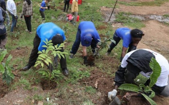 ​Kaffrine : la préfète appelle les jeunes à faire de la protection des arbres une « cause citoyenne »