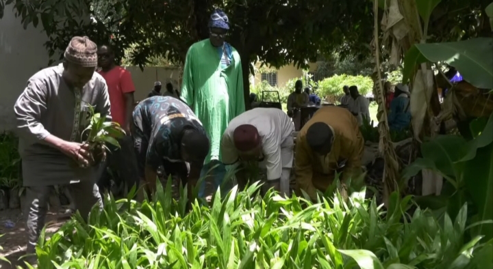 Kolda: 3 000 jeunes plants de palmier à huile sauvage pour restaurer l’écosystème et soutenir les populations