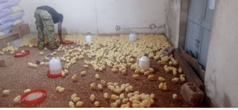 ​Kolda : des jeunes et des femmes de Guiro Yoro Salman se lancent dans l’aviculture