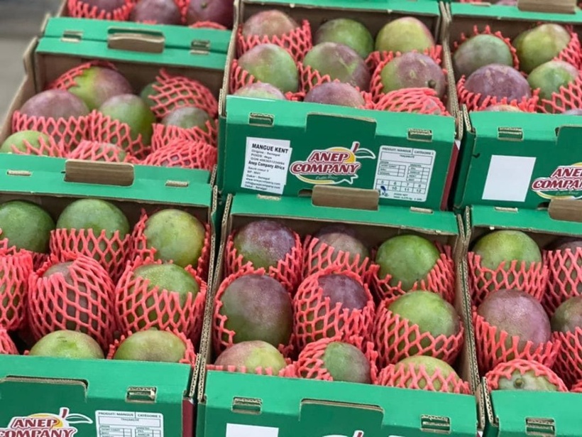 ​Mangue sénégalaise : 19 000 tonnes exportées vers l'Europe, contre 14 000 l'an dernier