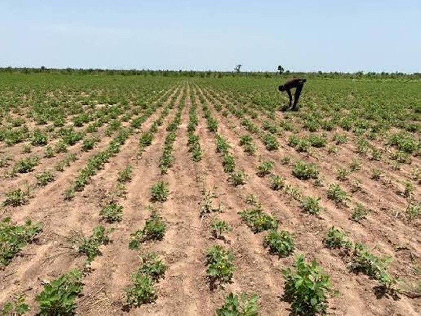 Sénégal : Plus de 3 000 agriculteurs du bassin arachidier couverts par une assurance agricole