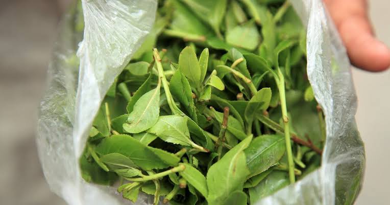 Saisie de 530 kg de khat à l’aéroport de Chicago : Trois Sénégalais arrêtés et visés par des poursuites judiciaires