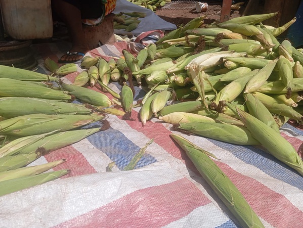 Fin de la période de soudure au Fouladou : les premières récoltes arrivent sur les marchés, mais à des prix jugés élevés Fin de la période de soudure au Fouladou : les premières récoltes arrivent sur les marchés, mais à des prix jugés élevés
