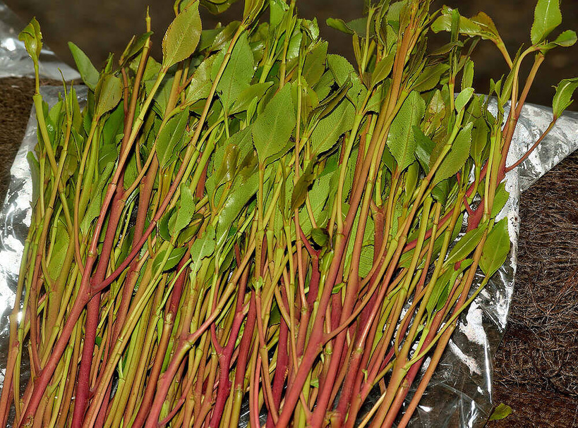 Trafic international : 1.103 kg de khat en provenance du Sénégal saisis aux Etats-Unis