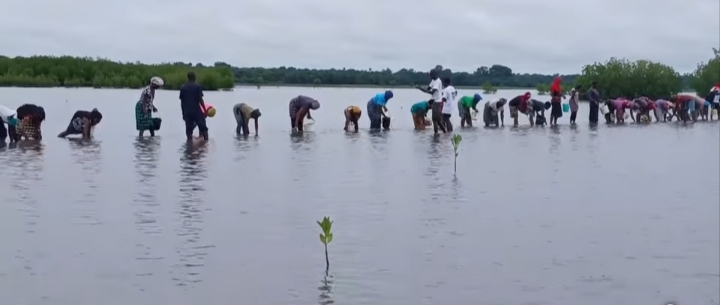 ​Sédhiou : les communautés de Bouno se mobilisent pour restaurer la mangrove