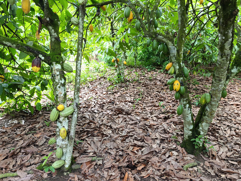 Côte d’Ivoire: début de la campagne de cacao, la carte du producteur devient obligatoire