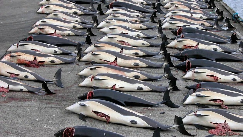 ​Chasse à la baleine : tollé contre le Togo après son co-parrainage sur les quotas
